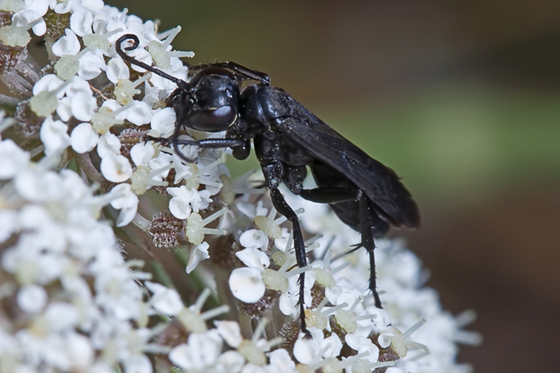 Pompilidae nero di Malta